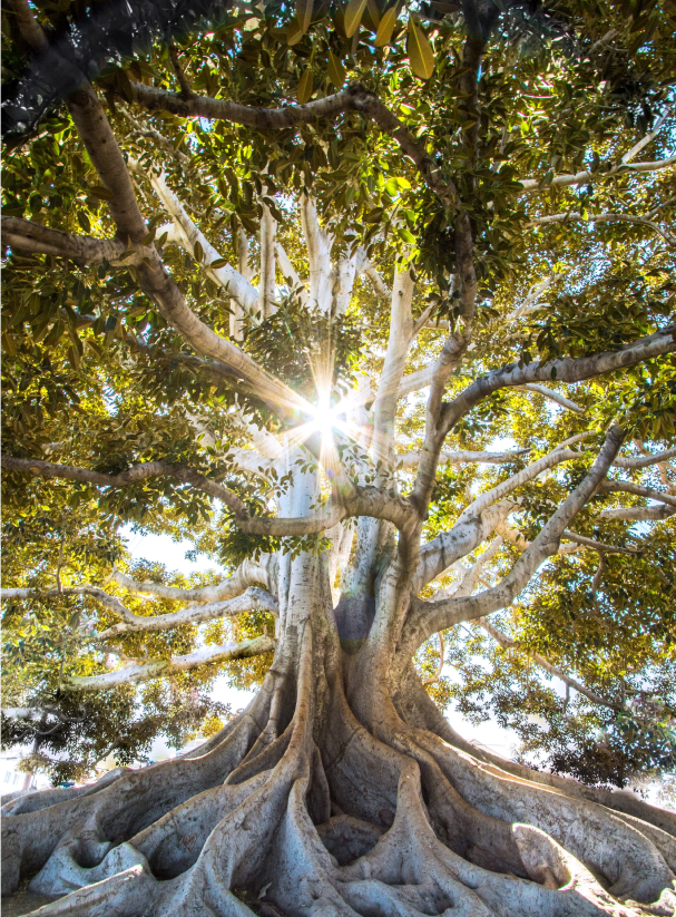 Baum, durch dessen Blätter die Sonne strahlt